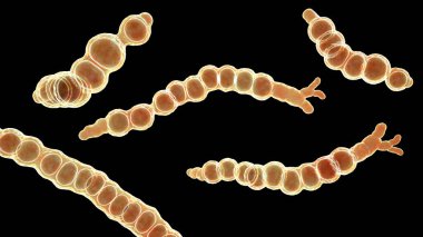 Trichophyton verrucosum (sığır mantarı mantarı), 3 boyutlu illüstrasyon. Sığırlarda, eşeklerde ve diğer hayvanlarda çeşitli deri enfeksiyonlarına yol açtığı bilinen bir dermatophyte mantarı..