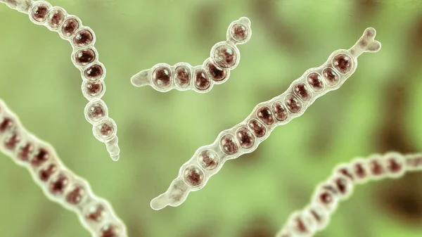 Trichophyton Verrucosum Cattle Ringworm Fungus Illustration Dermatophyte Fungus Known Causing — Stock Photo, Image