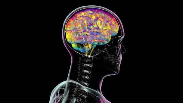 Animacja Ukazująca Anatomiczną Strukturę Ludzkiego Mózgu Wewnątrz Ciała Obracającego Się — Wideo stockowe