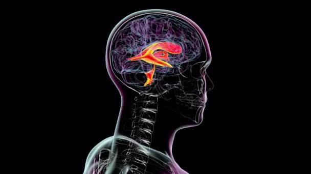 Sistema Ventricolare Del Cervello Animazione Ventricoli Sono Cavità Del Cervello — Video Stock