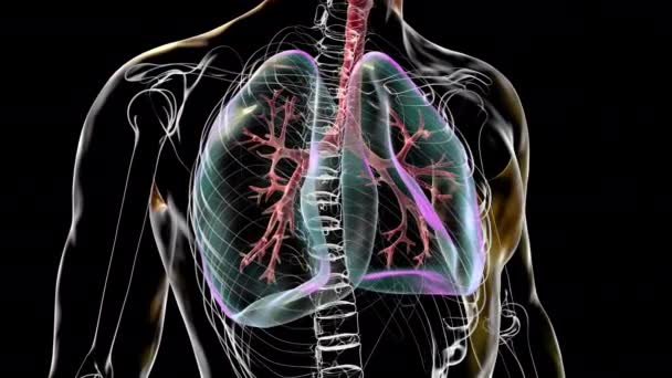 Anatomia Sistemului Respirator Uman Animație — Videoclip de stoc