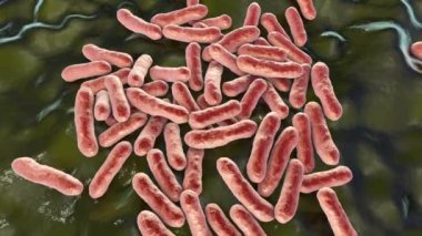 Cutibacterium aknes bakterisi, eskiden propionibacterium aknes, 3D animasyon. Saç foliküllerinde bulunan bakteriler akne, kronik blefarit ve endoftalit gelişimi ile ilişkilidir.