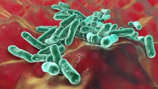 Bactéries Cutibacterium Acnes Anciennement Propionibacterium Acnes Animation Bactéries Présentes Dans — Video