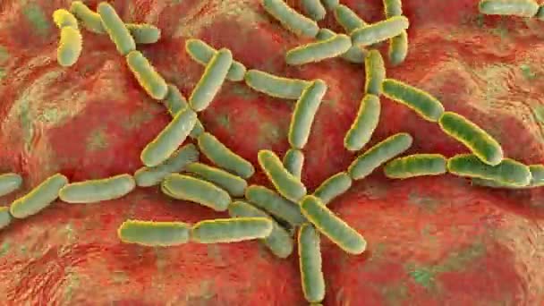 Probiotikus Baktériumok Lactobacillus Emberi Bélben Bélrendszeri Normál Flóra Animáció — Stock videók