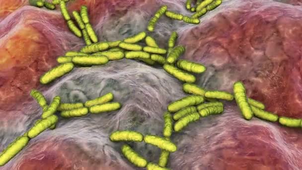 Probiotic Bacteria Lactobacillus Human Intestine Intestinal Normal Flora Animation — Stock Video
