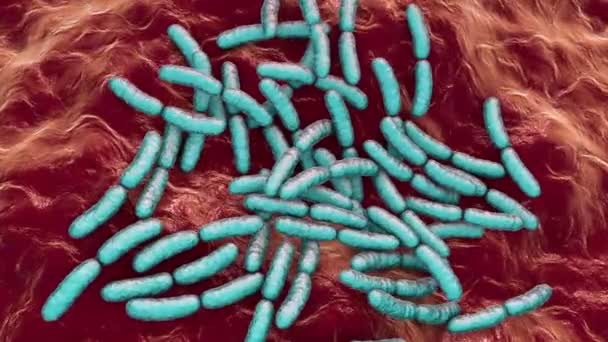 Nsan Bağırsağında Probiyotik Bakteriler Laktobasil Bağırsak Florası Boyutlu Animasyon — Stok video