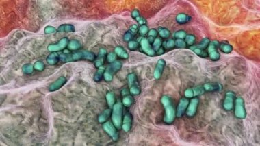 Mikroskobik mantar Malassezia kepek ve seborotik dermatitin nedensel maddesi, 3 boyutlu animasyon.