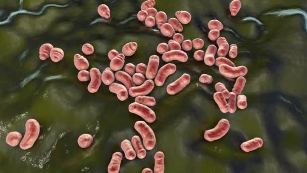 Hongos Microscópicos Malassezia Agente Causal Caspa Dermatitis Seborreica Animación — Vídeos de Stock