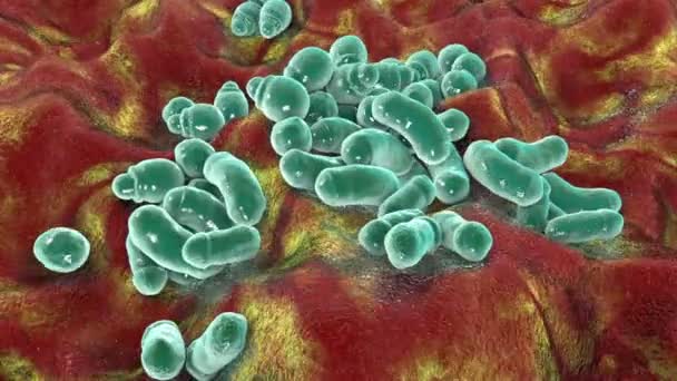 Funghi Microscopici Malassezia Agente Causale Della Forfora Dermatite Seborroica Animazione — Video Stock