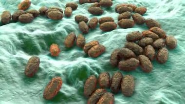 Boğmaca bakterisi Bordetella pertussis, 3 boyutlu animasyon. Gram-negatif coccobacilli bakterisi çocukların boğmaca enfeksiyonuna neden olur.