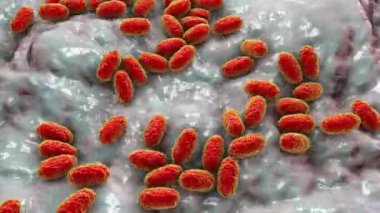 Boğmaca bakterisi Bordetella pertussis, 3 boyutlu animasyon. Gram-negatif coccobacilli bakterisi çocukların boğmaca enfeksiyonuna neden olur.