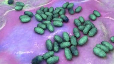 Boğmaca bakterisi Bordetella pertussis, 3 boyutlu animasyon. Gram-negatif coccobacilli bakterisi çocukların boğmaca enfeksiyonuna neden olur.