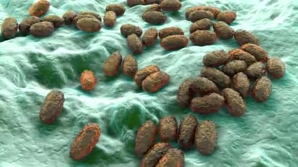 百日咳 百日咳 百日咳 三维动画 导致儿童感染百日咳的革兰阴性芽孢杆菌 — 图库视频影像