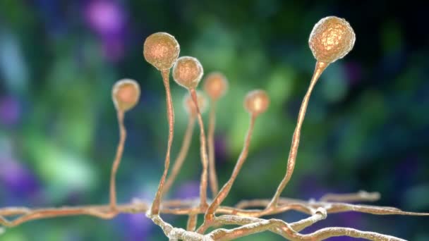 Mucor模具 黑色真菌 黄色真菌 3D动画 可导致皮肤 鼻窦炎 脑和肺的粘液菌病的单胞菌 Covid 19的并发症 — 图库视频影像