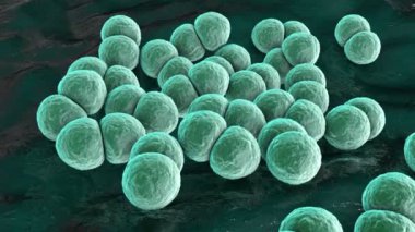 Bakteri Streptococcus pneumoniae, ayrıca pnömokok olarak da bilinir, 3 boyutlu animasyon. Gram-pozitif diplokoksi, zatürreenin nedensel faktörü.