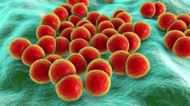 Bakteri Streptococcus pneumoniae, ayrıca pnömokok olarak da bilinir, 3 boyutlu animasyon. Gram-pozitif diplokoksi, zatürreenin nedeni ve farklı bölgelerdeki enfeksiyonlar.