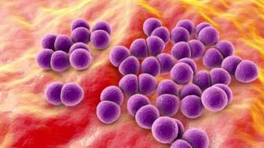 Bakteri Streptococcus pneumoniae, ayrıca pnömokok olarak da bilinir, 3D animasyon. Gram-pozitif diplokoksi, zatürreenin nedensel faktörü.
