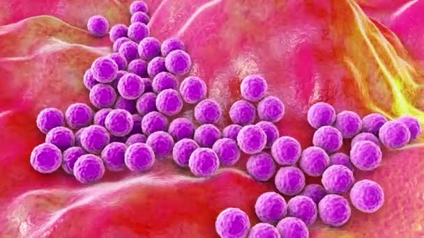 Bakteri Staphylococcus Aureus Staphylococcus Epidermidis Mrsa Ilaca Dirençli Bakteri Animasyon — Stok video