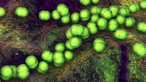 Gram Positive Bacteria Streptococcus Pyogenes Agalactiae Other Streptococci Causative Agents — Stockvideo