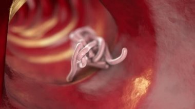 Lumenin içindeki parazit solucanlar, 3 boyutlu animasyon. İnsan bağırsağını istila eden nematode solucanlarının büyümesi ve çoğalması