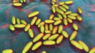 Veba bakterisi Yersinia pestis, 3 boyutlu animasyon