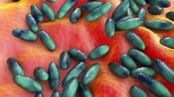 Bacterii Ciumă Yersinia Dăunători Animație — Videoclip de stoc