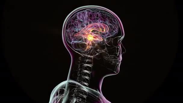 Sistema Ventricular Cérebro Animação Ventrículos São Cavidades Cérebro Que São — Vídeo de Stock