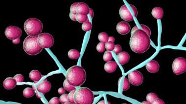 Candida mantarları, Candida albikleri, C. auris ve diğer insan patojenik mayalar, 3 boyutlu animasyon