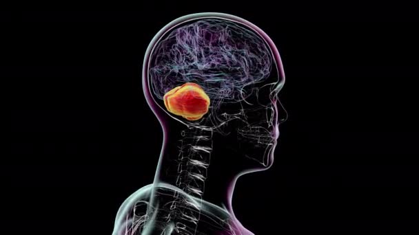 Animacja Ukazująca Anatomiczną Strukturę Ludzkiego Mózgu Ludzkim Ciele Podświetlanym Móżdżkiem — Wideo stockowe