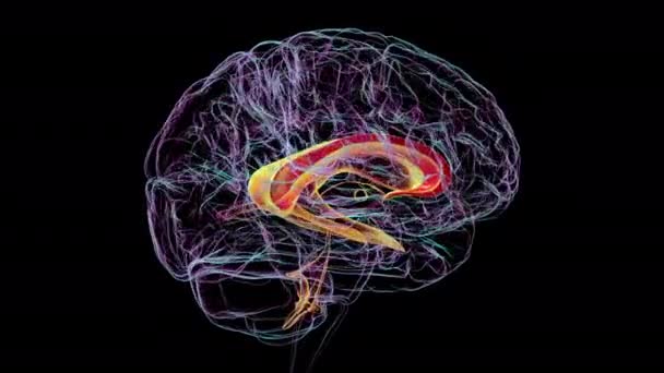 Animação Mostra Cérebro Humano Rotativo Destacando Corpo Caloso Conectando Hemisférios — Vídeo de Stock