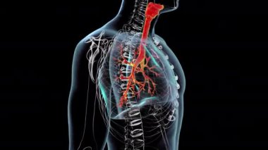 İnsan solunum sistemi anatomisi, 3 boyutlu animasyon. 360 derece döndür.