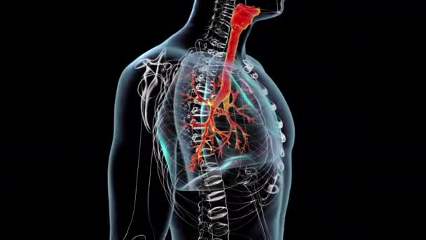 人間の呼吸器系の解剖 3Dアニメーション 360度回転する — ストック動画