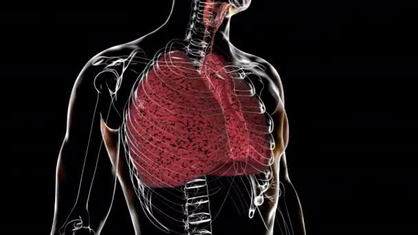 透明な人間の体内の喫煙者の肺を描いた医療3Dアニメーション 360度回転する — ストック動画