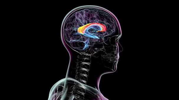 ヒトの脳内部の解剖学的構造を示す3Dアニメーションは 360度回転するコーパスカロスと心室を強調しました — ストック動画