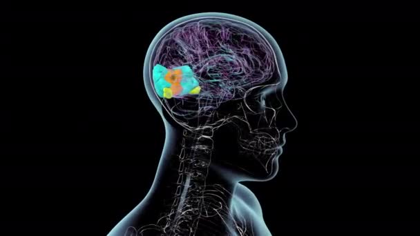 Animace Zobrazující Anatomickou Strukturu Lidského Mozku Lidském Těle Zvýrazněnými Týlovými — Stock video