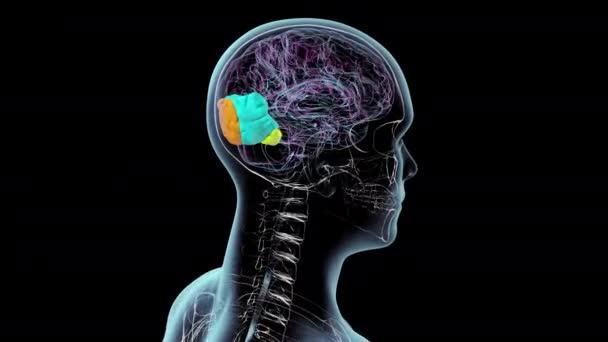 Boyutlu Animasyon Insan Vücudunun Içinde Insan Beyninin Anatomik Yapısını Gösteriyor — Stok video