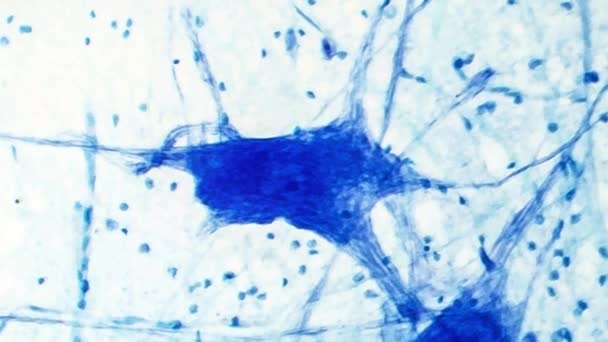 Micrographie Photonique Révélant Tissu Cérébral Normal Avec Des Neurones Distincts — Video