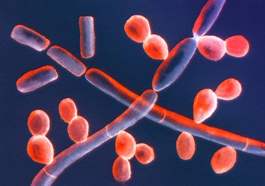 Mikroskobik mantar Trichosporon, septik hyphae, psödohyphae ve blastoconidia 'yı gösteren 3 boyutlu illüstrasyon. Trichosporon beyaz piedra, yüzeysel ve invazif enfeksiyonlara neden olur..
