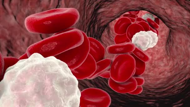 显示血管内血液流动的3D动画 展示红细胞和白细胞的血细胞 — 图库视频影像