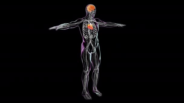 这是一个透明男性身体的3D科学动画 展示了心脏 血管和神经的复杂细节 旋转超过360度 — 图库视频影像
