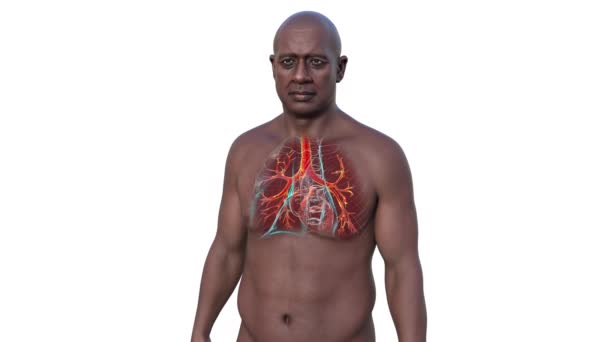 Дихальна Система Людини Анімація Показує Прозоре Чоловіче Тіло Підсвіченими Легенями — стокове відео