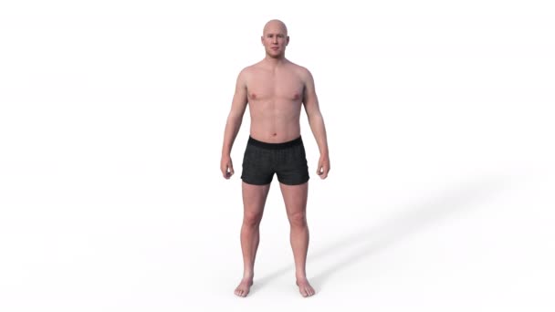 정상적인 체중에서 과체중으로 점진적인 변화를 묘사하는 애니메이션 라이프 스타일 — 비디오