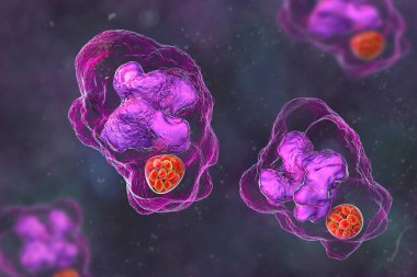 Makrofajlar içinde Ehrlichia bakterisi morülünün 3 boyutlu çizimi, kene kaynaklı bulaşıcı bir hastalık olan ehrlichiosis ile ilişkilidir..