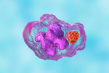 3D illustration of Ehrlichia bacteria morula within macrophages, associated with ehrlichiosis, a tick-borne infectious disease. clipart