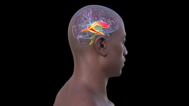 신체에서 강조된 심실은 뇌에서 애니메이션으로 제시된 뇌척수액을 생성하고 순환시키는 캐비티입니다 — 비디오