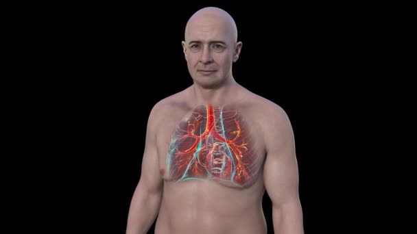 Human Respiratory System Animation Showing Transparent Male Body Highlighted Lungs — Stock Video