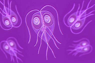Giardia intestinalis protozoan, eski adıyla G. lamblia veya Lamblia intestinalis, ince bağırsaklarda üreyen ve giardiyasyona, 3 boyutlu illüstrasyona neden olan kırbaçlanmış bir parazit..