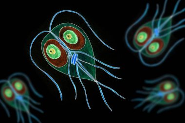 Giardia intestinalis protozoanının el çizimi. Morfolojisini resmediyor ve bu parazit organizmanın anlaşılmasına katkıda bulunuyor..