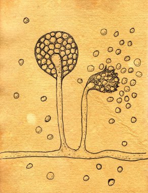 Intricate hand-drawn illustration of Mucor fungi on aged paper, reminiscent of medieval medicinal drawings, capturing scientific and historical essence. clipart