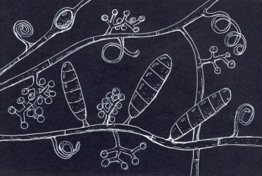 Trichophyton mentagrophytes 'in detaylı elle çizilmiş bir çizimi, atlet ayağı ve mantar gibi deri enfeksiyonlarına neden olan bir mantar..